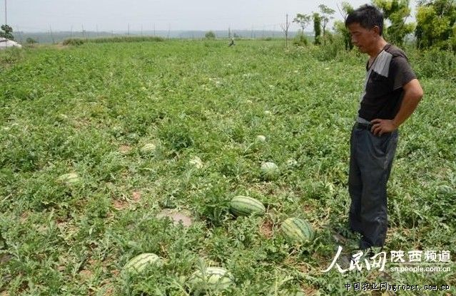 云南省富源县老厂镇引导土地流转发展蔬菜产业