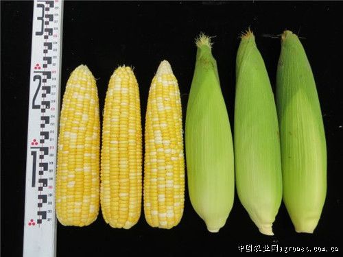 双惠208玉米品种介绍