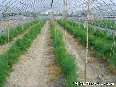 四季豆的种植与管理