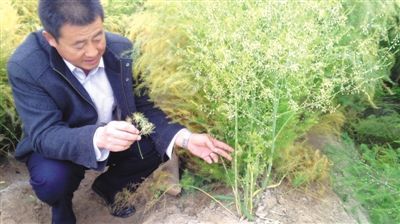 竹叶空心菜种植技术