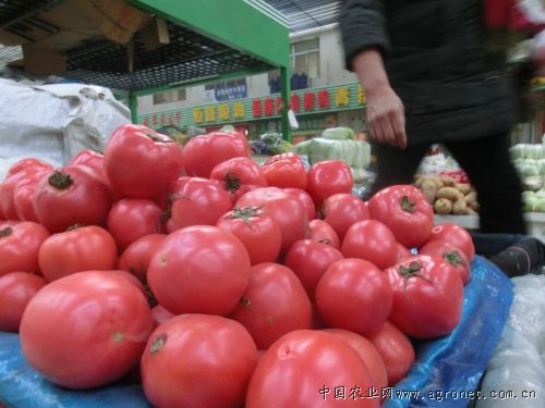 韩国绿包菜种子