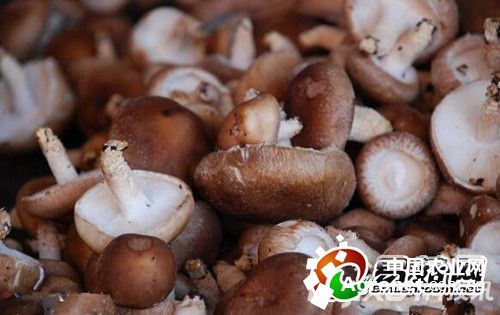 台湾芋头品种