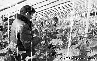 重庆猴头菇生产基地