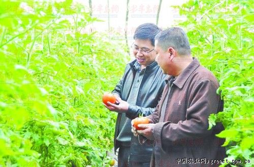 新疆番茄生产基地