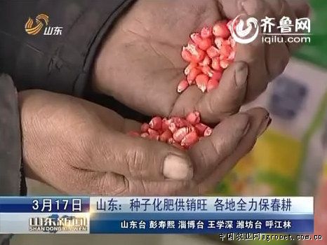 毛粉西红柿育种技术