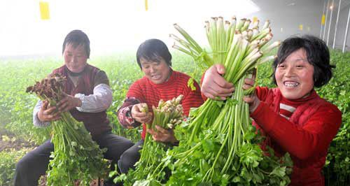 木耳菜的种植方法
