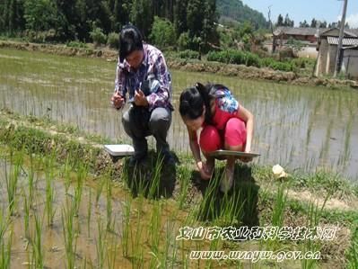 贵州威宁：大白菜新品种亩均效益突破8000元