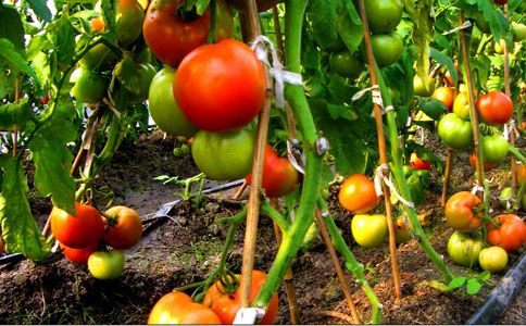 西红柿病害图谱与防治