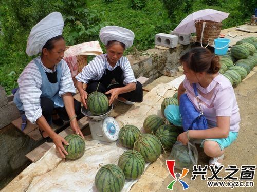 天津60白菜育种技术