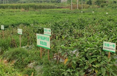 福建槟榔芋栽培技术