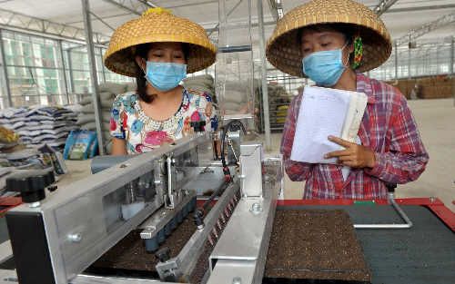 广东荷兰豆种植技术