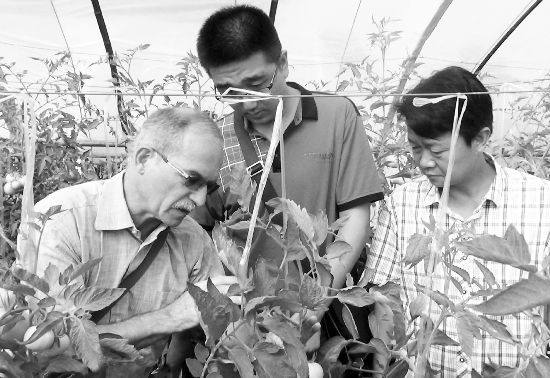 黑籽南瓜种植技术