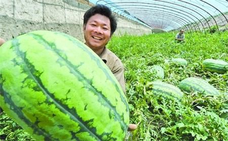 中华巨葱种子多少钱