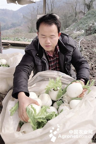 青菜种植技术与管理