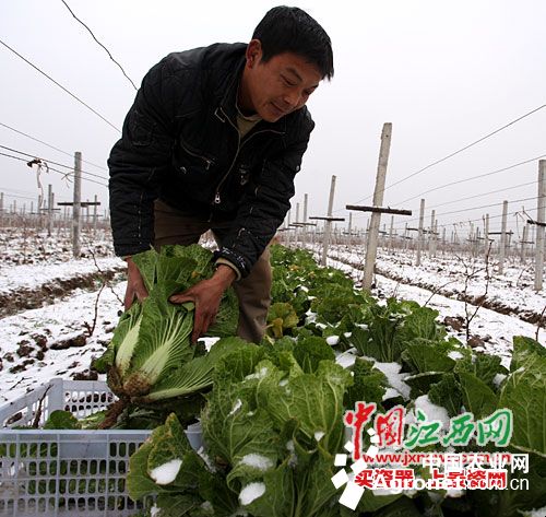 贵州金针菇种植基地