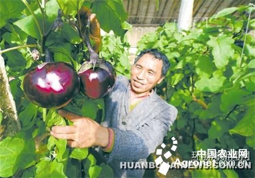 紫玉淮山山药种植技术