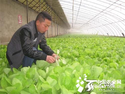 江苏南京：蔬菜价格小幅上涨