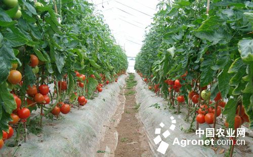 新世纪西红柿育种技术