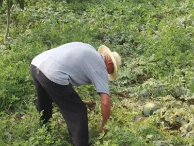 小青瓜种植技术视频