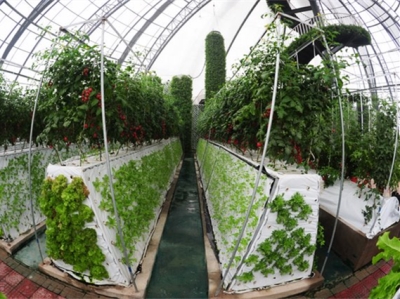 西瓜红种植技术