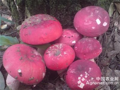 大球盖菇菌种哪里买