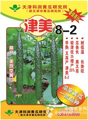 博丰211玉米种