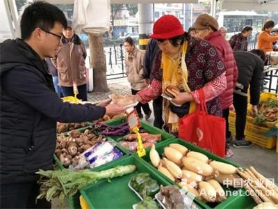 芜湖繁昌一居民在自家蔬菜基地挖出“五指萝卜”（图）