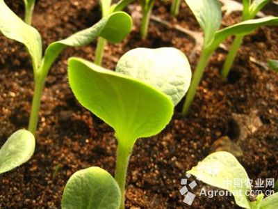 黑豌豆种植方法