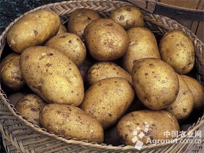 龙薯九号红薯种植技术