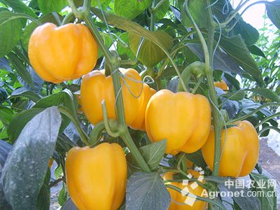 水果玉米种植时间和方法