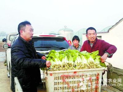 水果玉米栽培技术