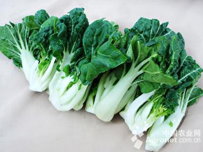 小白菜种植技术