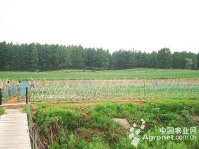 水芹菜种植技术和种植时间