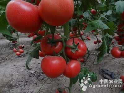 大红西红柿种子