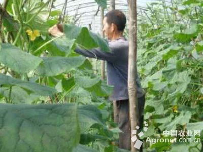 大青豆几月份播种