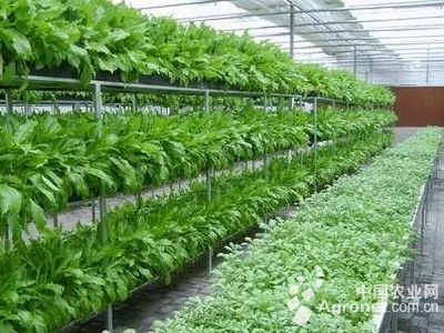 天津绿大白菜种子多少钱