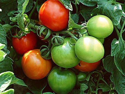 黄罗曼西红柿上市时间