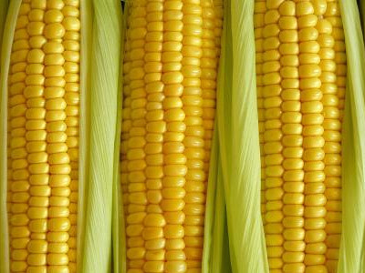 玉米笋种子图片