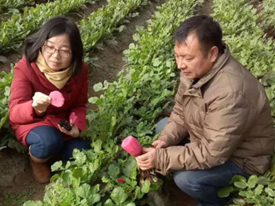 汉中冬韭菜高产栽培技术