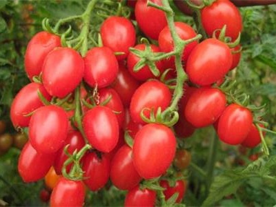 红龙24辣椒品种