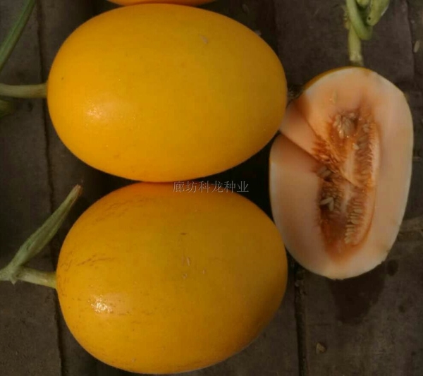 金土西红柿市场价格