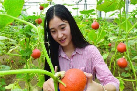 芹菜种植管理技术