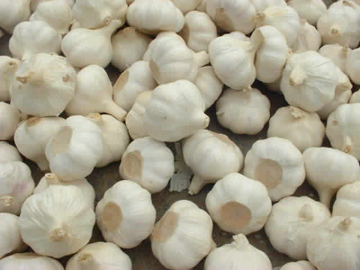 椴木香菇种植方法