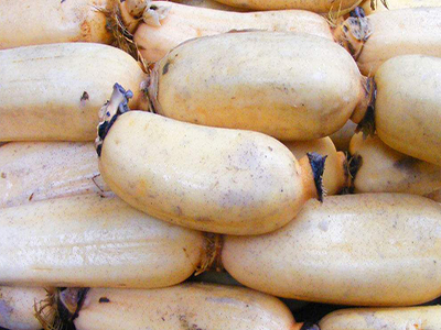云薯304土豆市场批发价格