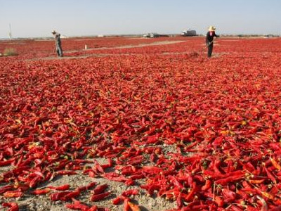 旱地西红柿保鲜方法