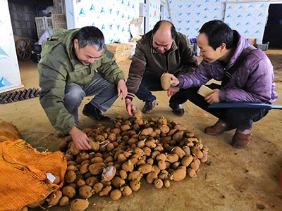 云薯304土豆加工厂