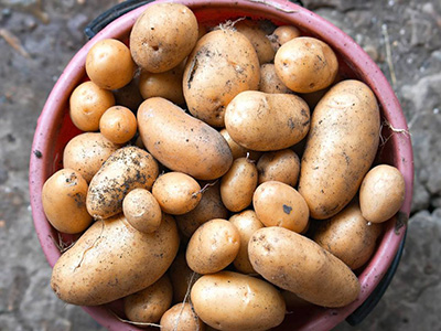 土豆种薯