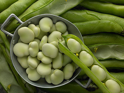 包尖白菜种子多少钱一斤