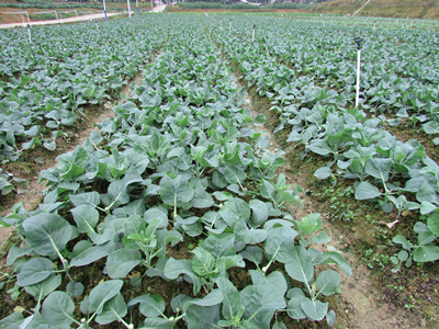 帝沃系列菠菜种植时间