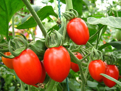 粉贝贝小番茄种子